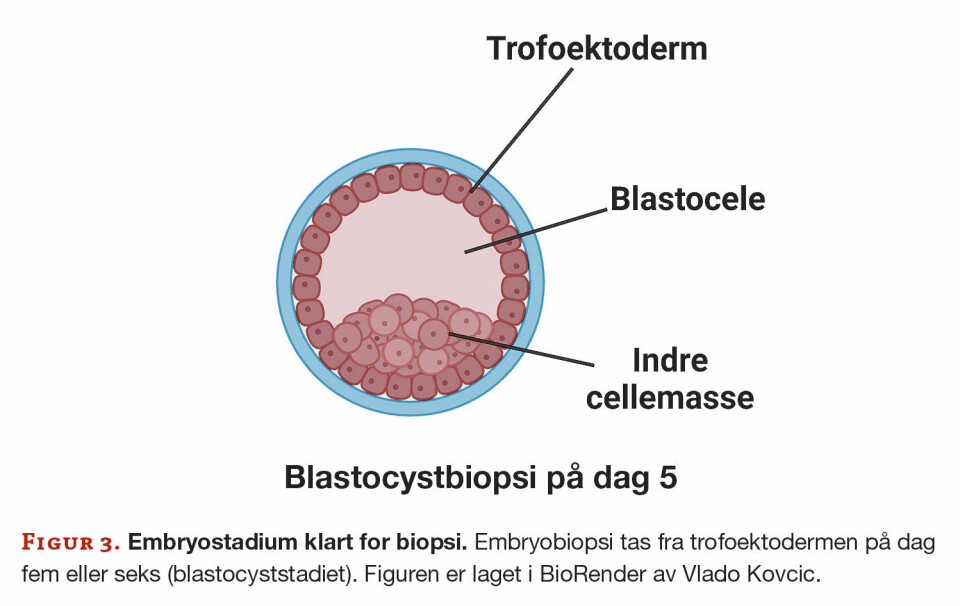 Preimplantasjonsgenetisk testing: Figur 3. Embryostadium klart for biopsi. Embryobiopsi tas fra trofoektodermen på dag fem eller seks (blastocyststadiet). Figuren er laget i BioRender av Vlado Kovcic.
