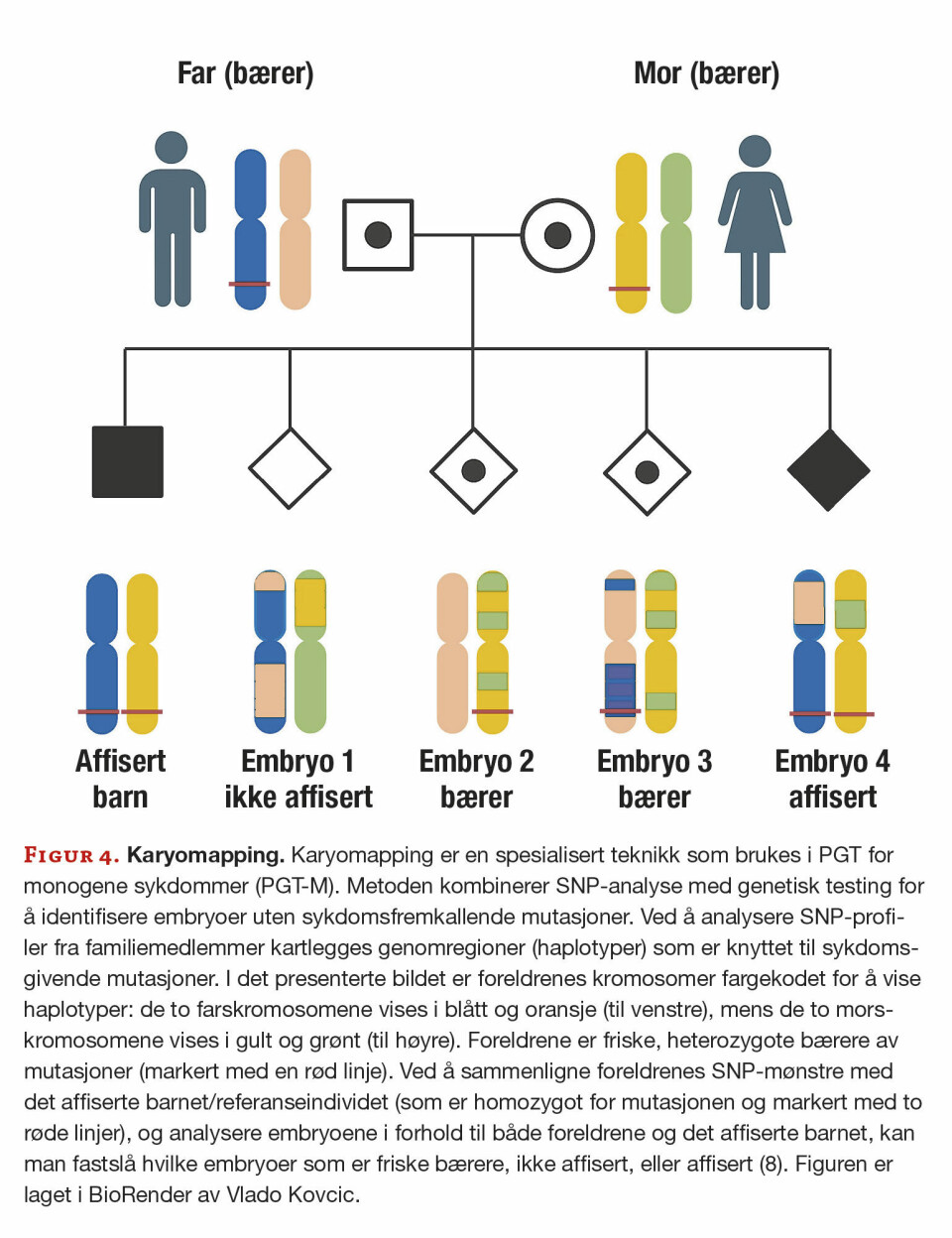 Preimplantasjonsgenetisk testing: Figur 4. Karyomapping. Karyomapping er en spesialisert teknikk som brukes i PGT for monogene sykdommer (PGT-M). Metoden kombinerer SNP-analyse med genetisk testing for å identifisere embryoer uten sykdomsfremkallende mutasjoner. Ved å analysere SNP-profiler fra familiemedlemmer kartlegges genomregioner (haplotyper) som er knyttet til sykdomsgivende mutasjoner. I det presenterte bildet er foreldrenes kromosomer fargekodet for å vise haplotyper: de to farskromosomene vises i blått og oransje (til venstre), mens de to morskromosomene vises i gult og grønt (til høyre). Foreldrene er friske, heterozygote bærere av mutasjoner (markert med en rød linje). Ved å sammenligne foreldrenes SNP-mønstre med det affiserte barnet/referanseindividet (som er homozygot for mutasjonen og markert med to røde linjer), og analysere embryoene i forhold til både foreldrene og det affiserte barnet, kan man fastslå hvilke embryoer som er friske bærere, ikke affisert, eller affisert (8). Figuren er laget i BioRender av Vlado Kovcic.