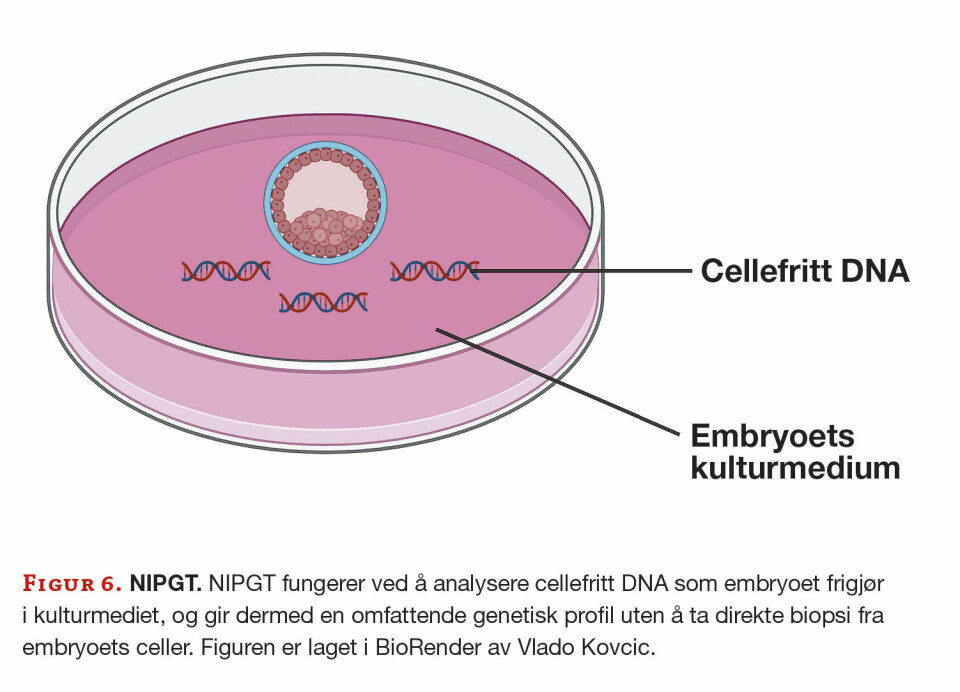 Preimplantasjonsgenetisk testing: Figur 6. NIPGT. NIPGT fungerer ved å analysere cellefritt DNA som embryoet frigjør i kulturmediet, og gir dermed en omfattende genetisk profil uten å ta direkte biopsi fra embryoets celler. Figuren er laget i BioRender av Vlado Kovcic.