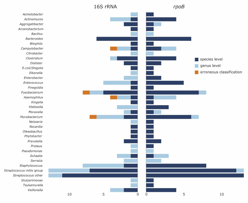Figur 1: Resultater fra 16S rRNA- og rpoB-amplifikasjon og Sanger-sekvensering av 115 bakterieisolater. Fargene indikerer taksonomisk klassifiseringsnivå; art/species (mørkeblå), slekt/genus (lyseblå) og feilklassifiserte (oransje). Tallene under figuren indikerer antall inkluderte isolater fra hver slekt/slektsgruppe. Figuren er hentet fra (1)(CC-BY 4.0). Figur 1