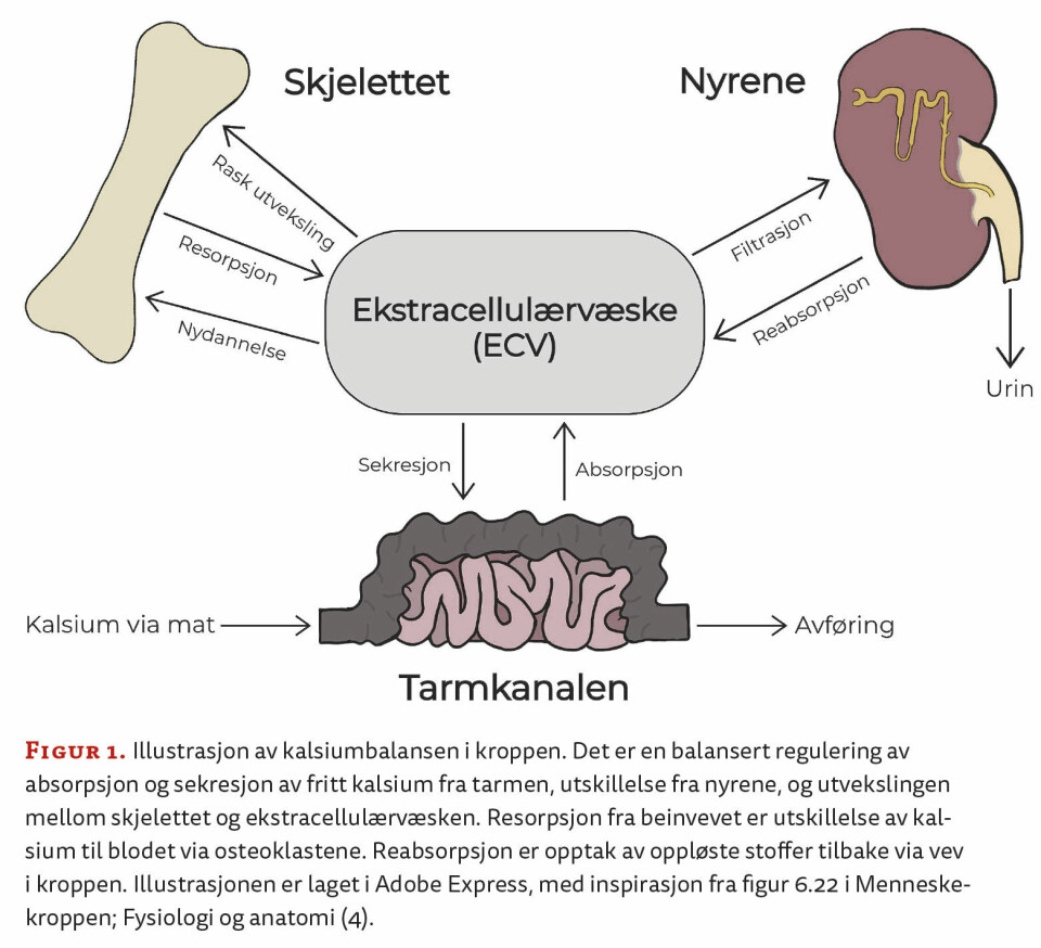 Figur 1. Illustrasjon av kalsiumbalansen i kroppen. Det er en balansert regulering av absorpsjon og sekresjon av fritt kalsium fra tarmen, utskillelse fra nyrene, og utvekslingen mellom skjelettet og ekstracellulærvæsken. Resorpsjon fra beinvevet er utskillelse av kalsium til blodet via osteoklastene. Reabsorpsjon er opptak av oppløste stoffer tilbake via vev i kroppen. Illustrasjonen er laget i Adobe Express, med inspirasjon fra figur 6.22 i Menneskekroppen; Fysiologi og anatomi (4).
