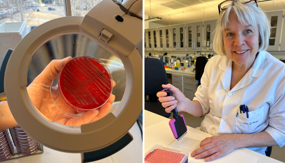 Karrieren hennes har vært tuftet på to påler: Mikrobiologi og forskning. Fra Anita Blomfeldt gikk inn dørene på Bærum sykehus i 1981, til hun nå blir pensjonist.