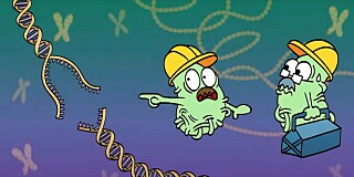 Animasjonsvideo om CRISPR