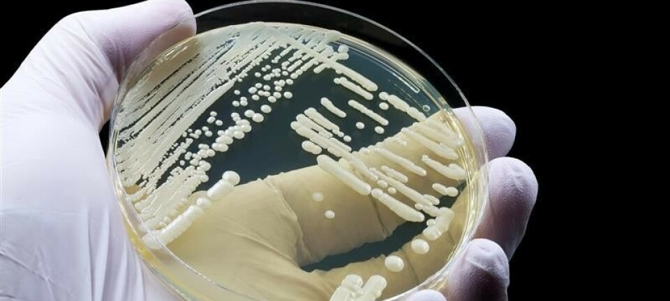 Rask spredning av Candida auris Gjærsoppen Candida auris