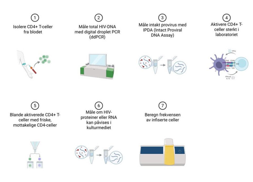 (1) Blodprøver tas fra pasienten, enten ved vanlig blodprøvetaking for ddPCR-analyser (2,3) eller ved aferese for QVOA (4–7). (2) Etter nukleinrensing analyseres prøvene for totalt hiv-DNA ved hjelp av ddPCR, (3) mens intakt hiv-DNA kvantifiseres med IPDA. (4) CD4⁺-celler isolert via aferese aktiveres i cellekultur; (5) de aktiverte cellene blandes med mottakelige CD4⁺-celler; (6) etter noen dager i kultur, måles hiv-proteiner eller hiv-RNA i cellekulturmediet; (7) mengde reaktivt hiv som finnes i pasientens CD4⁺-celler regnes ut.
Forkortelser:
ddPCR: droplet digital PCR; IPDA: intact proviral DNA assay; QVOA: quantitative viral outgrowth assay.